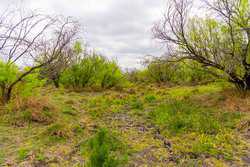 Fm 1668 Crystal City TX