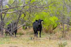 Fm 1668 Crystal City TX