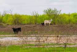 Fm 1668 Crystal City TX