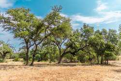 34510 Smithson Valley Road Bulverde TX 78163