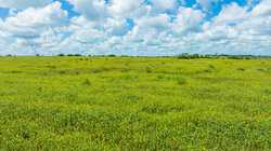 Kenedy TX