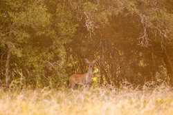 7976 Rr 2766 Johnson City TX 78636