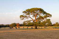 10960 State Highway 304 Harwood TX 78632