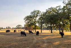 10960 State Highway 304 Harwood TX 78632