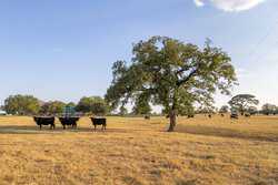 10960 State Highway 304 Harwood TX 78632