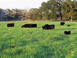 10960 State Highway 304 Harwood TX 78632