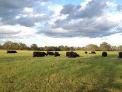 10960 State Highway 304 Harwood TX 78632