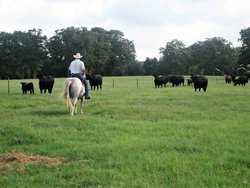 10960 State Highway 304 Harwood TX 78632