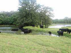 10960 State Highway 304 Harwood TX 78632