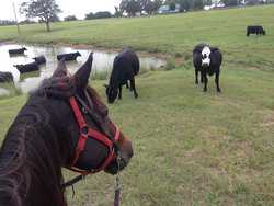 10960 State Highway 304 Harwood TX 78632