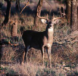 1736 Y O Ranch Road NW Mountain Home TX 78058