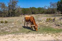 1736 Y O Ranch Road NW Mountain Home TX 78058