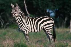 1736 Y O Ranch Road NW Mountain Home TX 78058