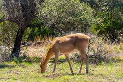 1736 Y O Ranch Road NW Mountain Home TX 78058