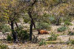 1736 Y O Ranch Road NW Mountain Home TX 78058