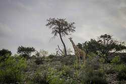 1736 Y O Ranch Road NW Mountain Home TX 78058