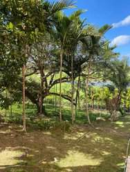 New Providence/Paradise Island BS