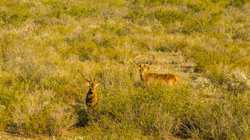 1023 U-bar Ranch Road Brackettville TX 78832