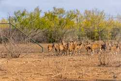 1023 U-bar Ranch Road Brackettville TX 78832