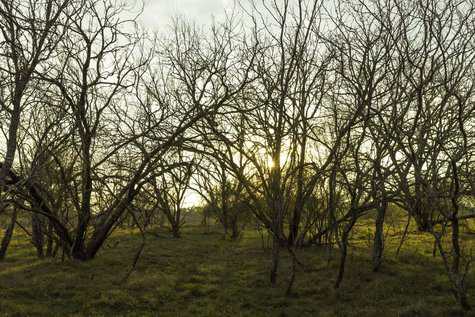 Tract 7, Fm 1117 Seguin TX 78155