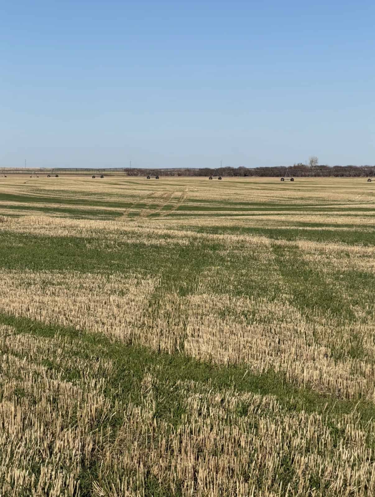 Coaldale AB