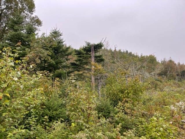 M4l19-1 Off Dixie Road Lubec ME 04652