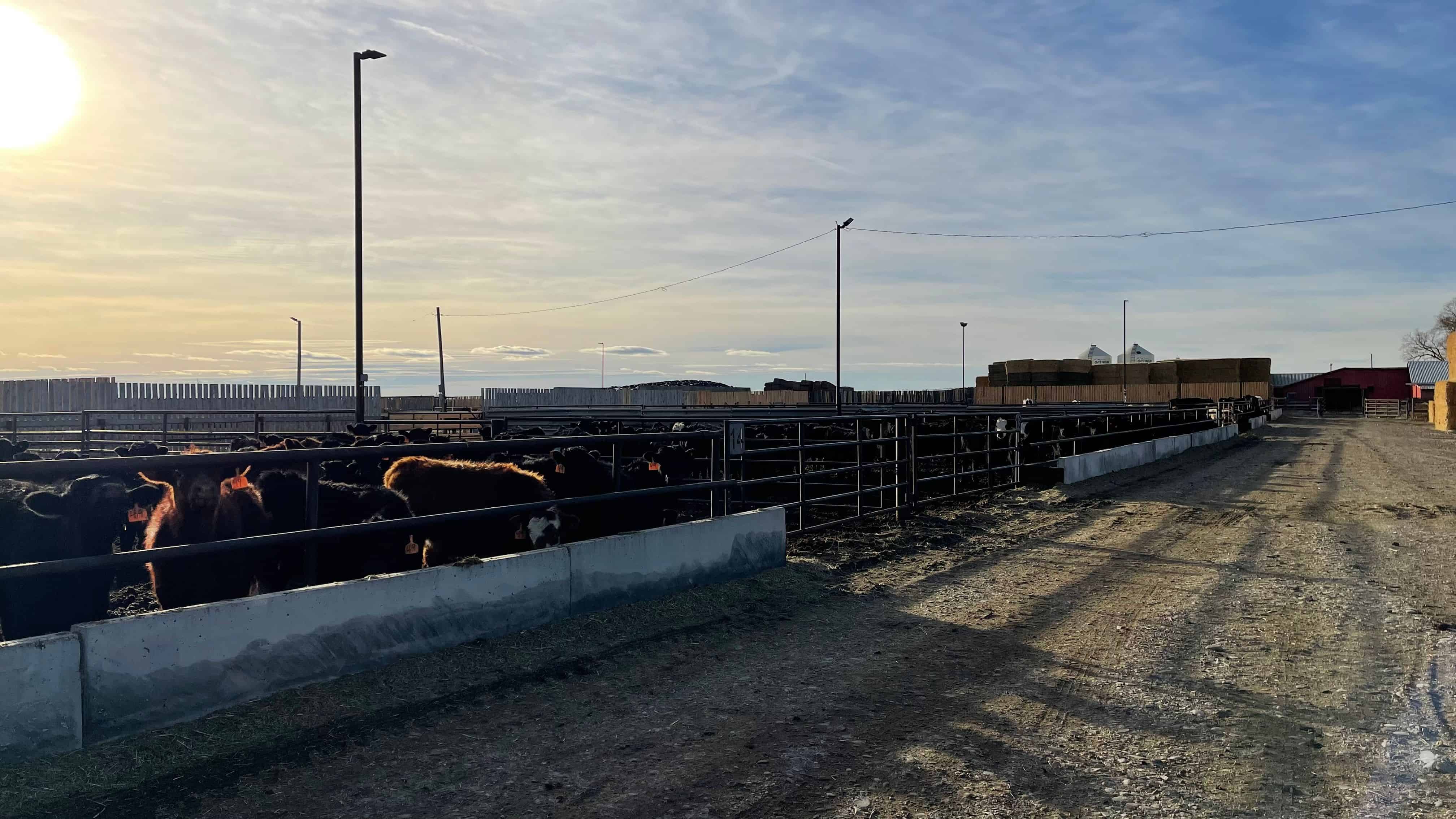 205079 Township Road 112 Picture Butte AB T0K 1V0