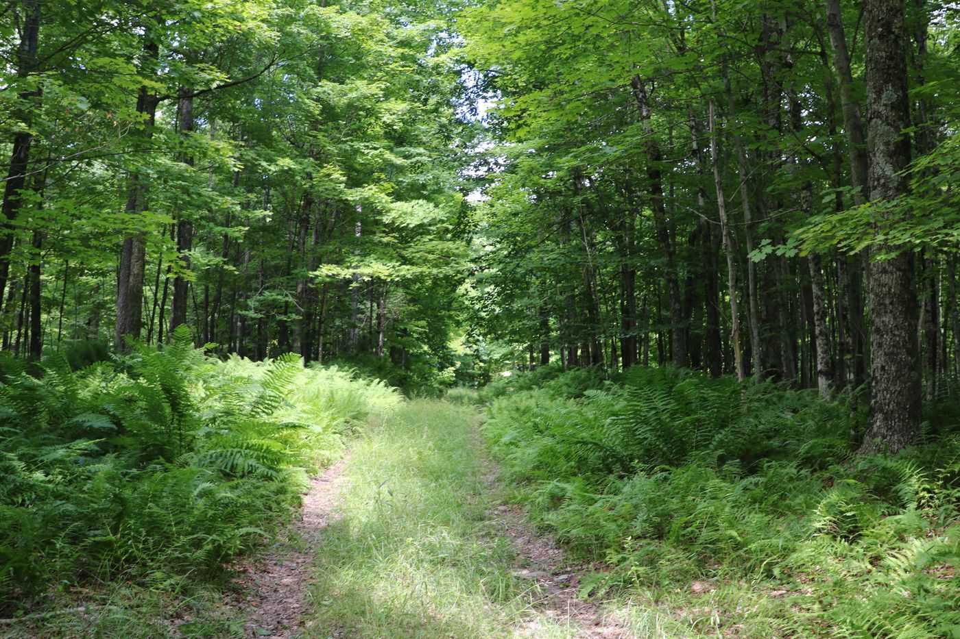 Jones Road Colton NY