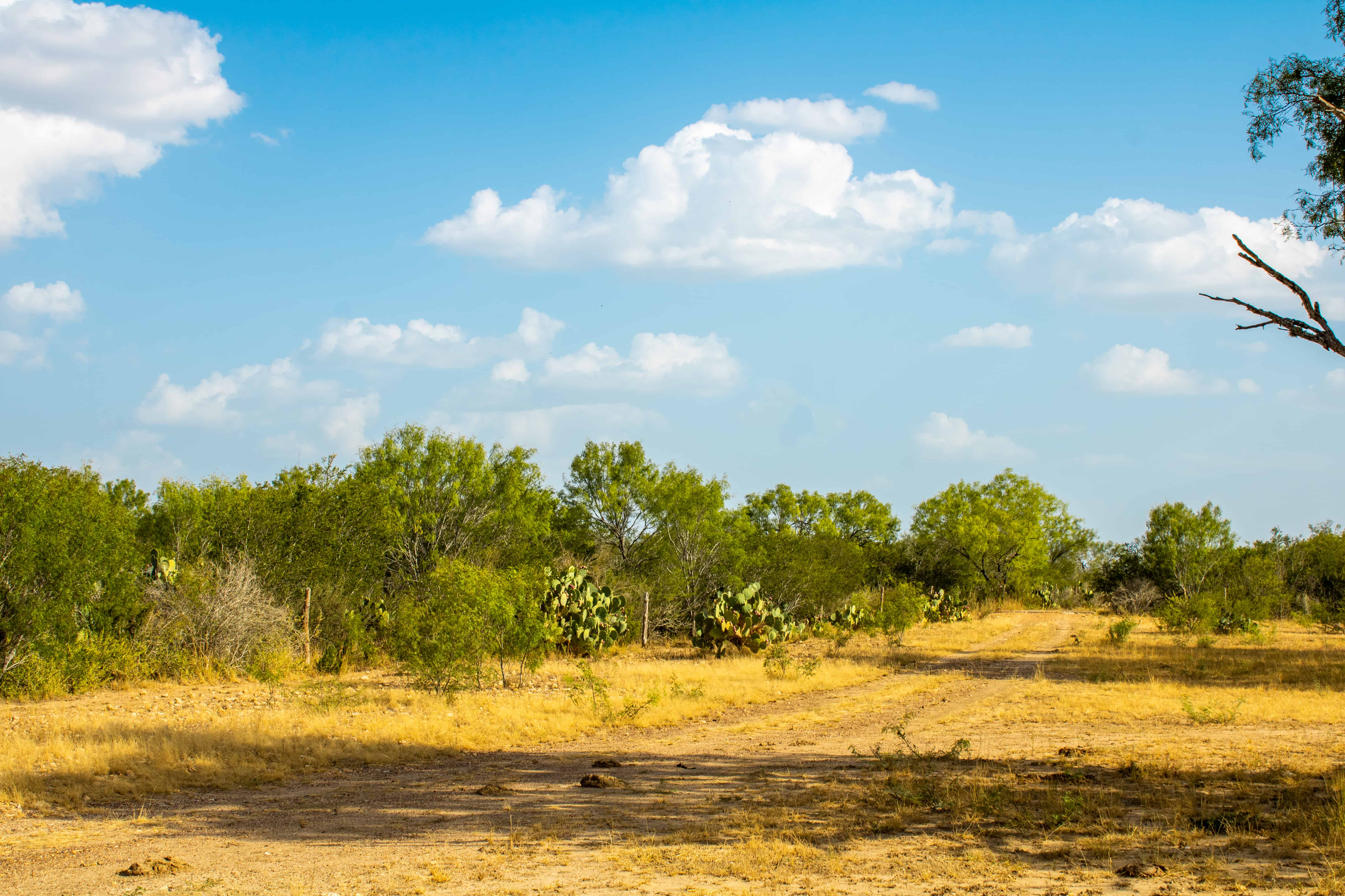1,166+/ Acre West Black Creek Ranch Prime Northern Frio County