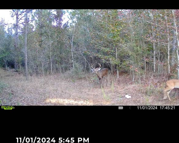 W Highway 52 Samson AL 36477