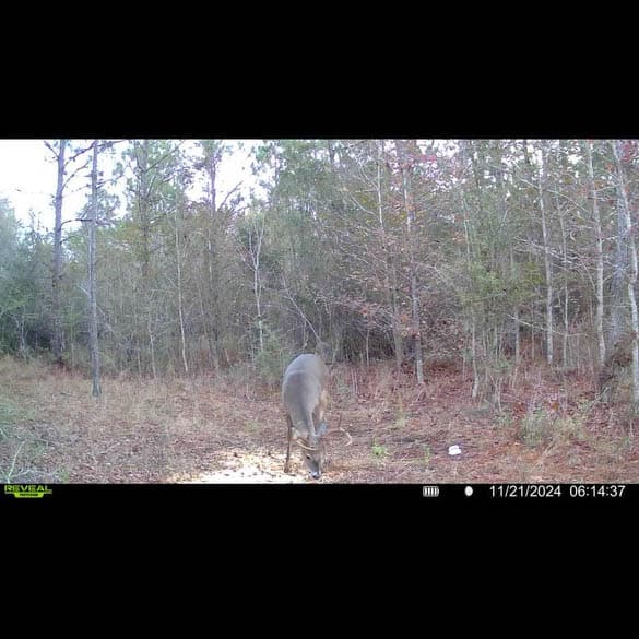 W Highway 52 Samson AL 36477
