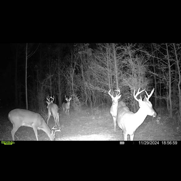 W Highway 52 Samson AL 36477