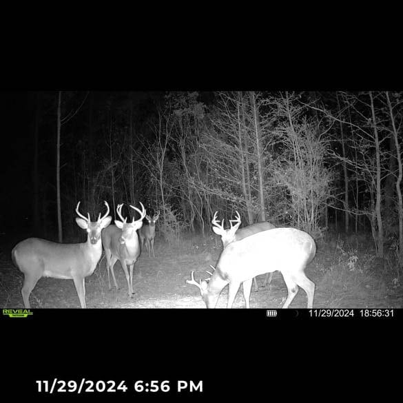 W Highway 52 Samson AL 36477