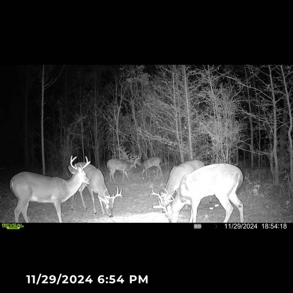 W Highway 52 Samson AL 36477