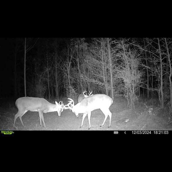 W Highway 52 Samson AL 36477