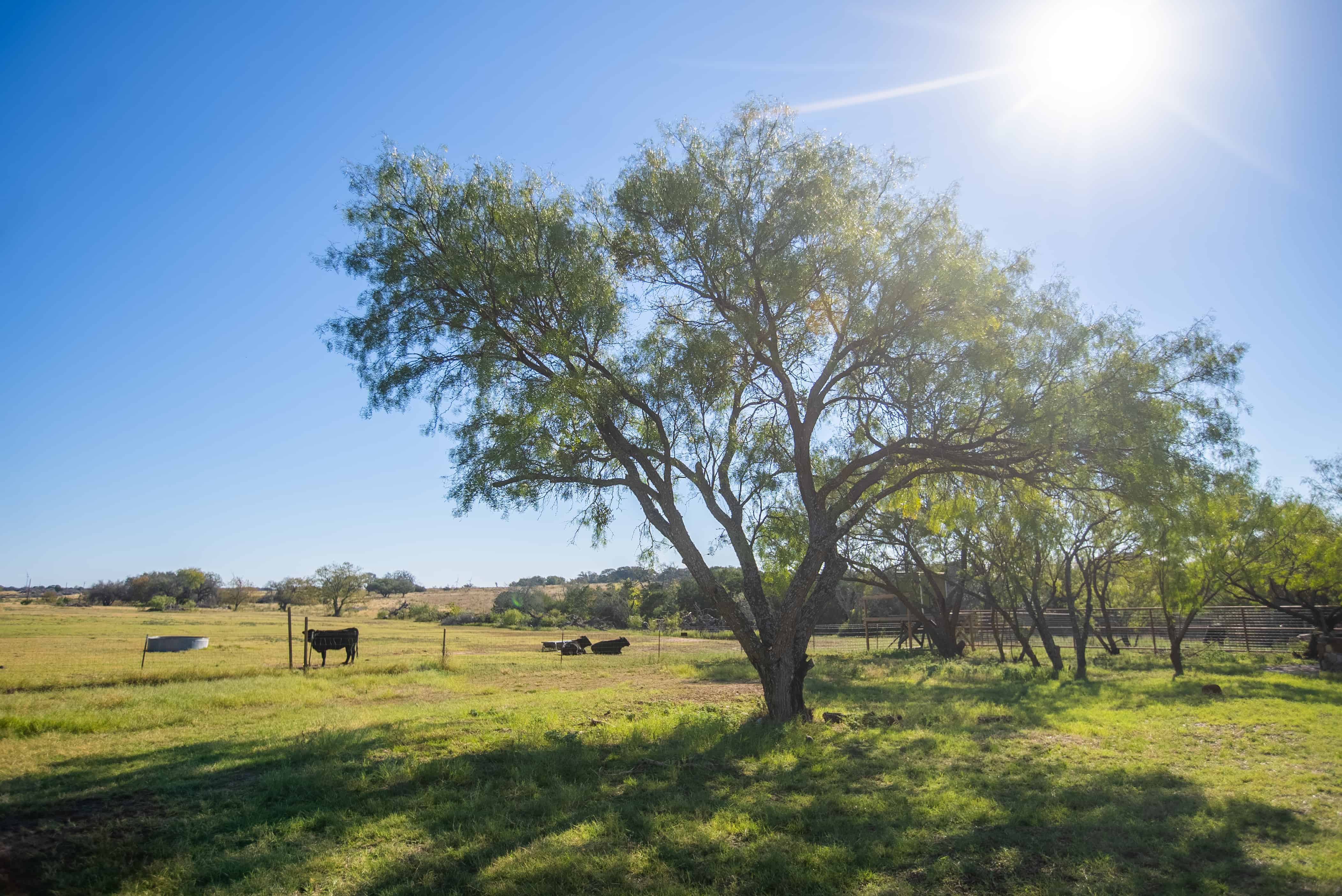 Weir Ranch Beautiful Land for Sale in Mills County, Goldthwaite, Texas