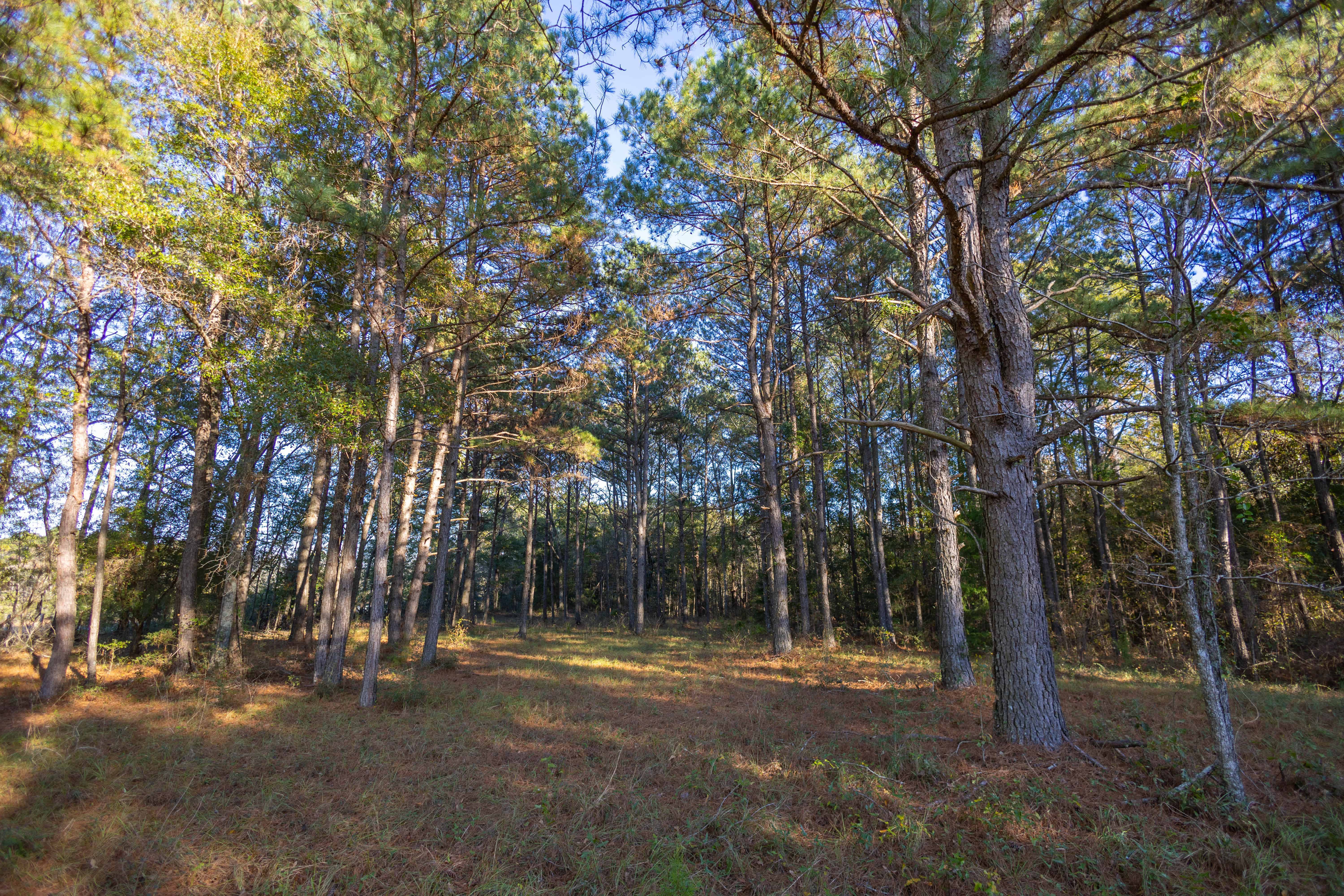 1565 County Road 38 Ozark AL 36360