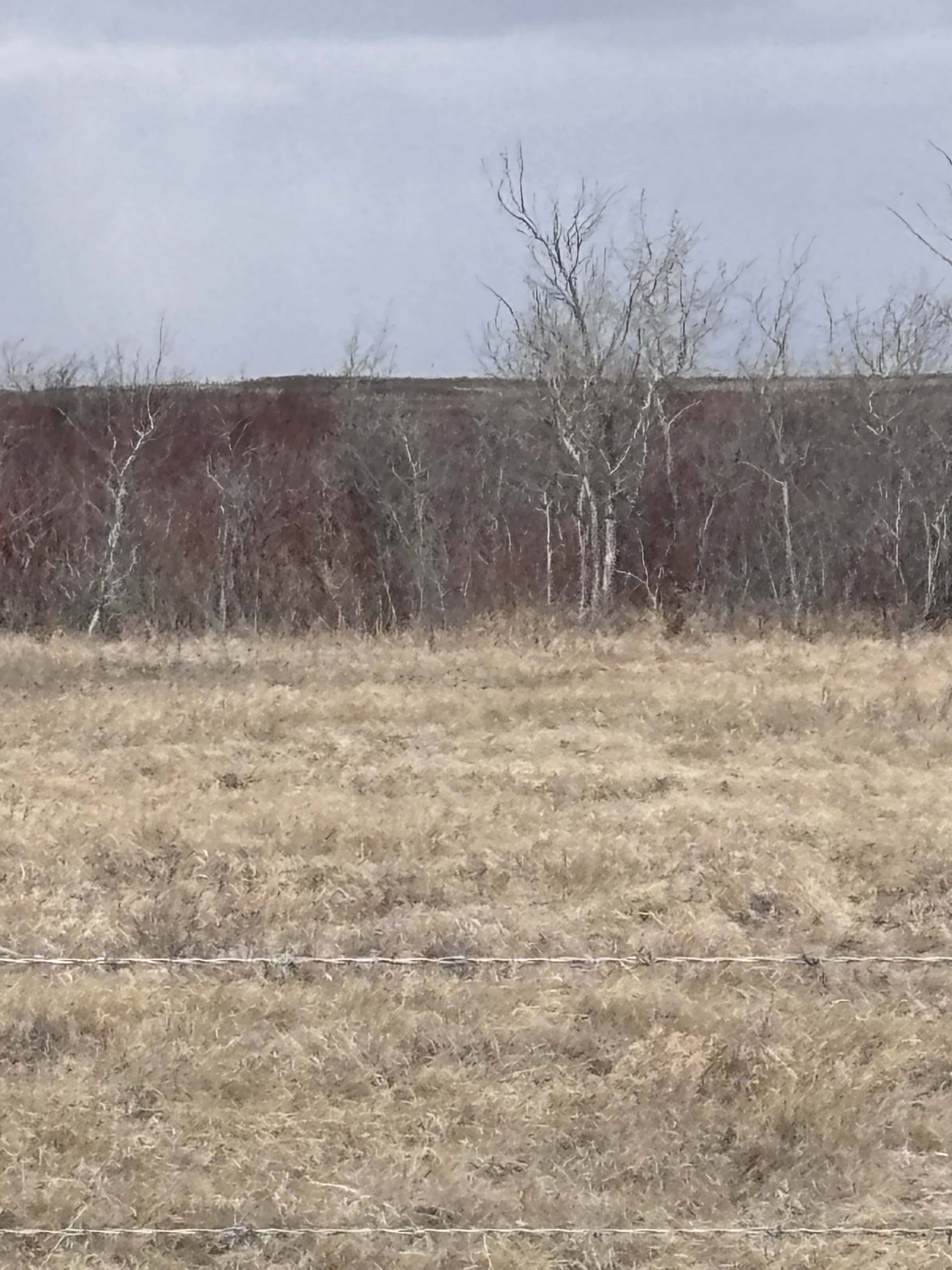 Sedalia AB