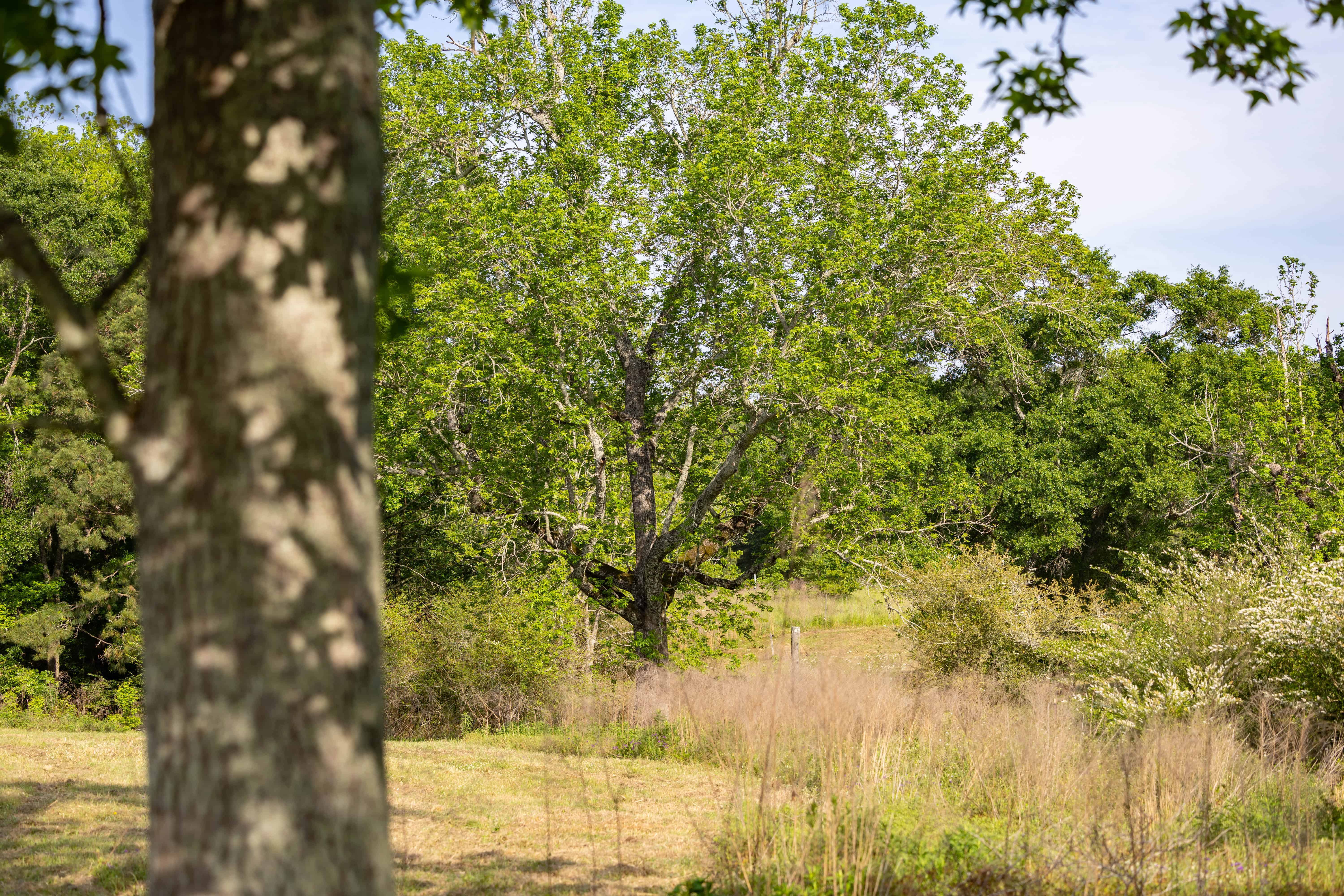 County Road 663 Coffee Springs AL 36318