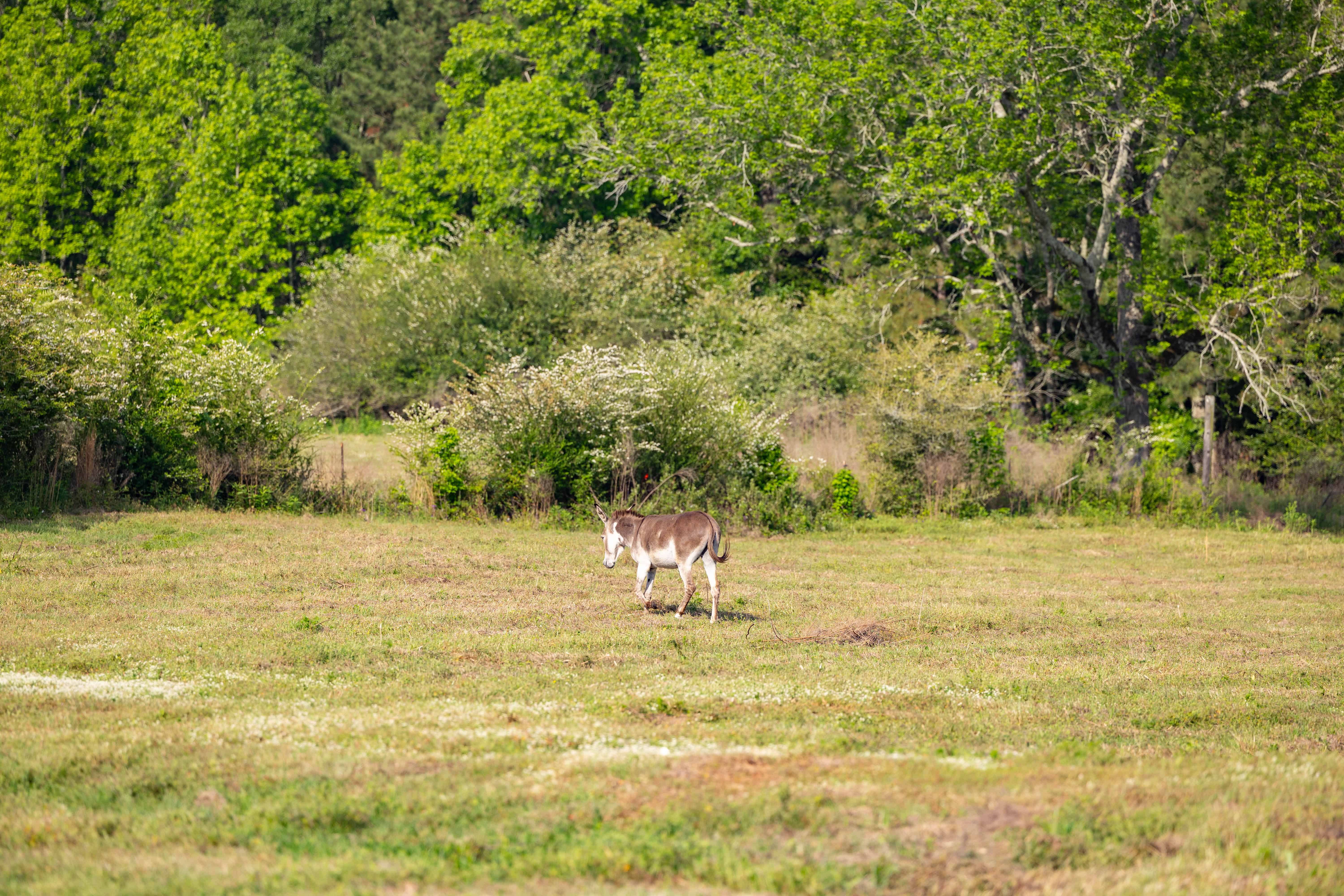 County Road 663 Coffee Springs AL 36318