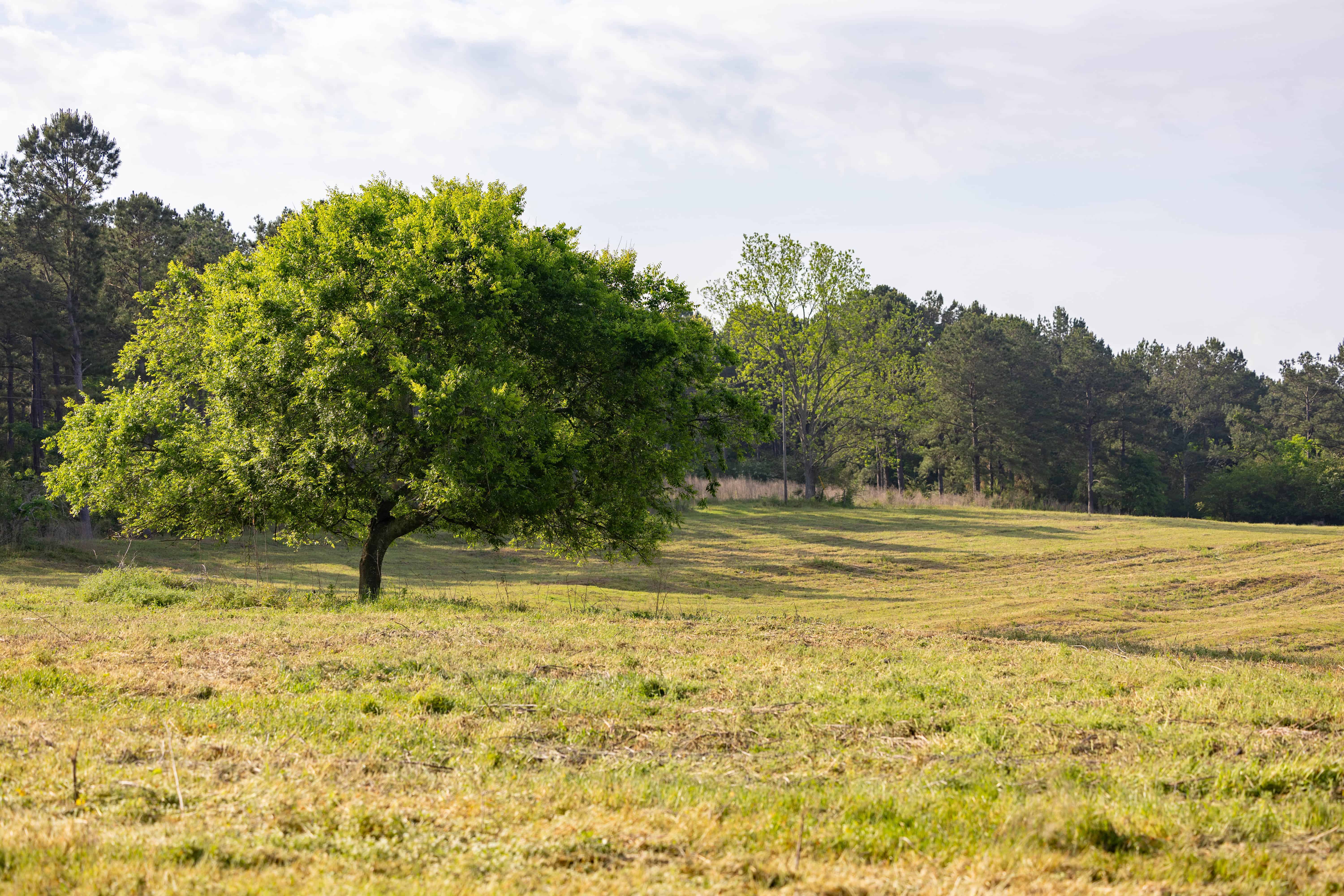 County Road 663 Coffee Springs AL 36318