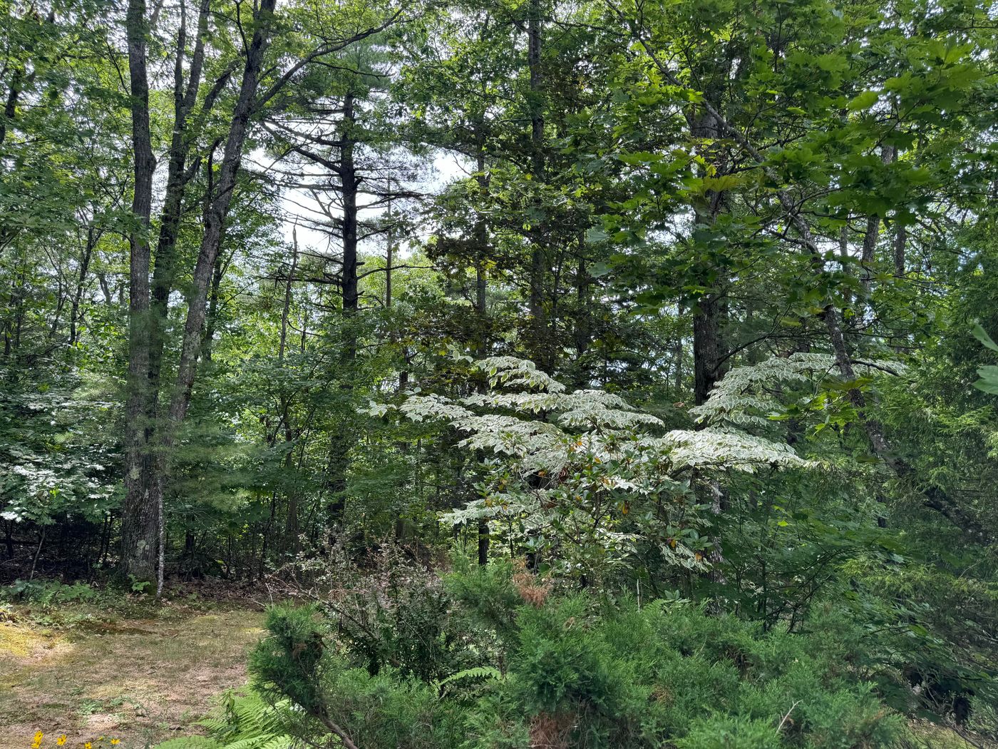 906 Shedd Hill Road Stoddard NH 03464