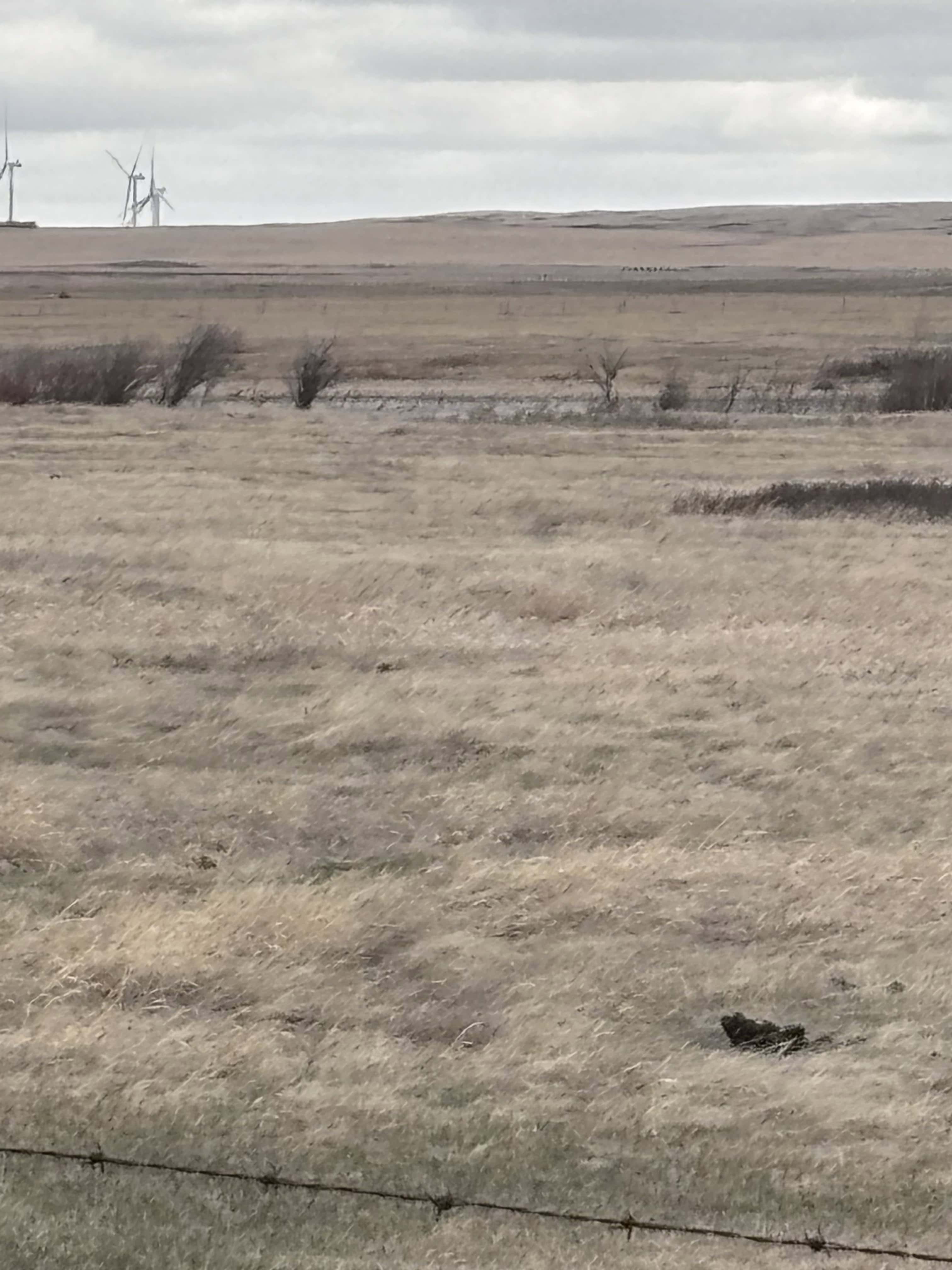 Consort Sedalia AB