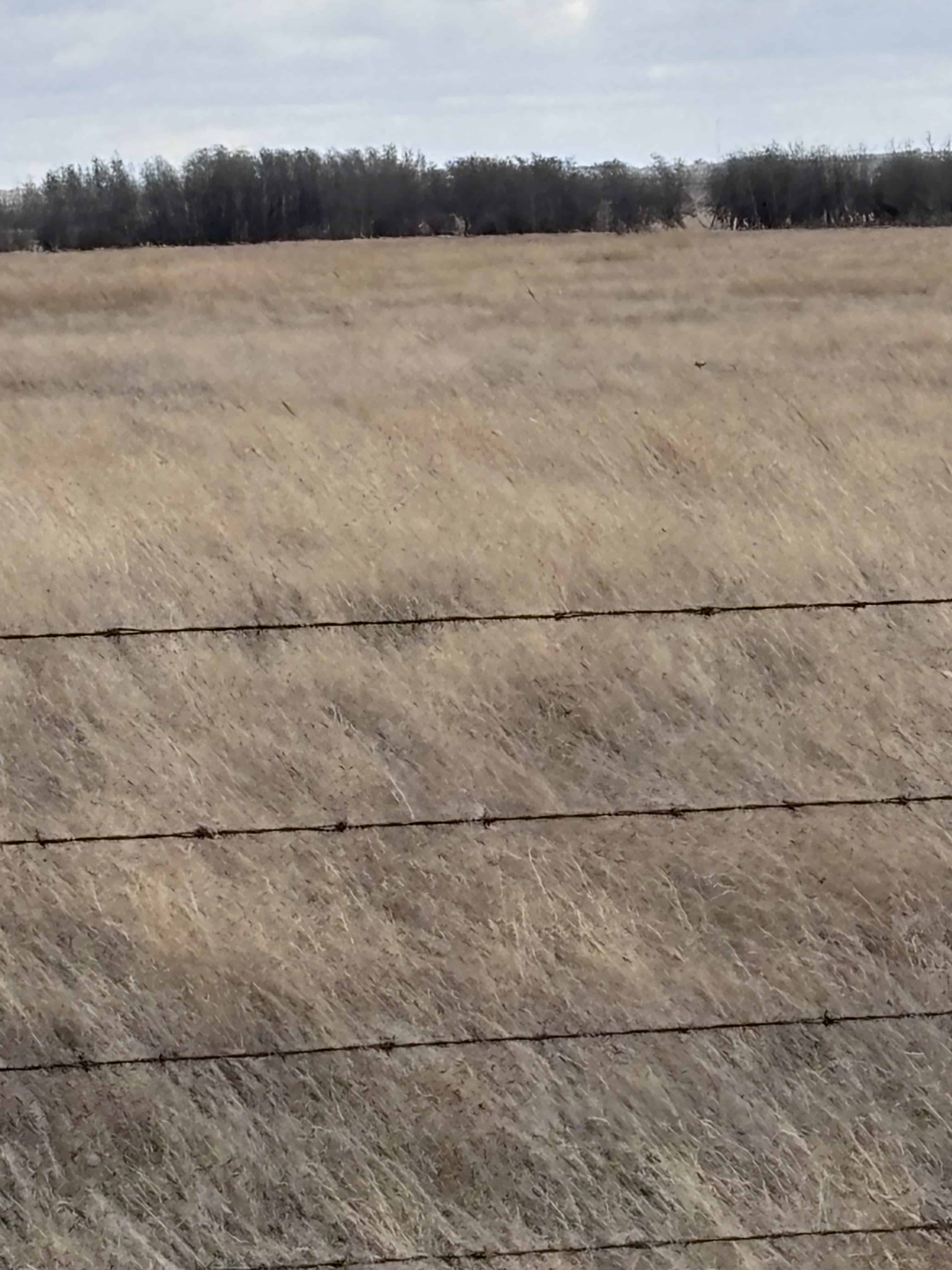 Consort Sedalia AB