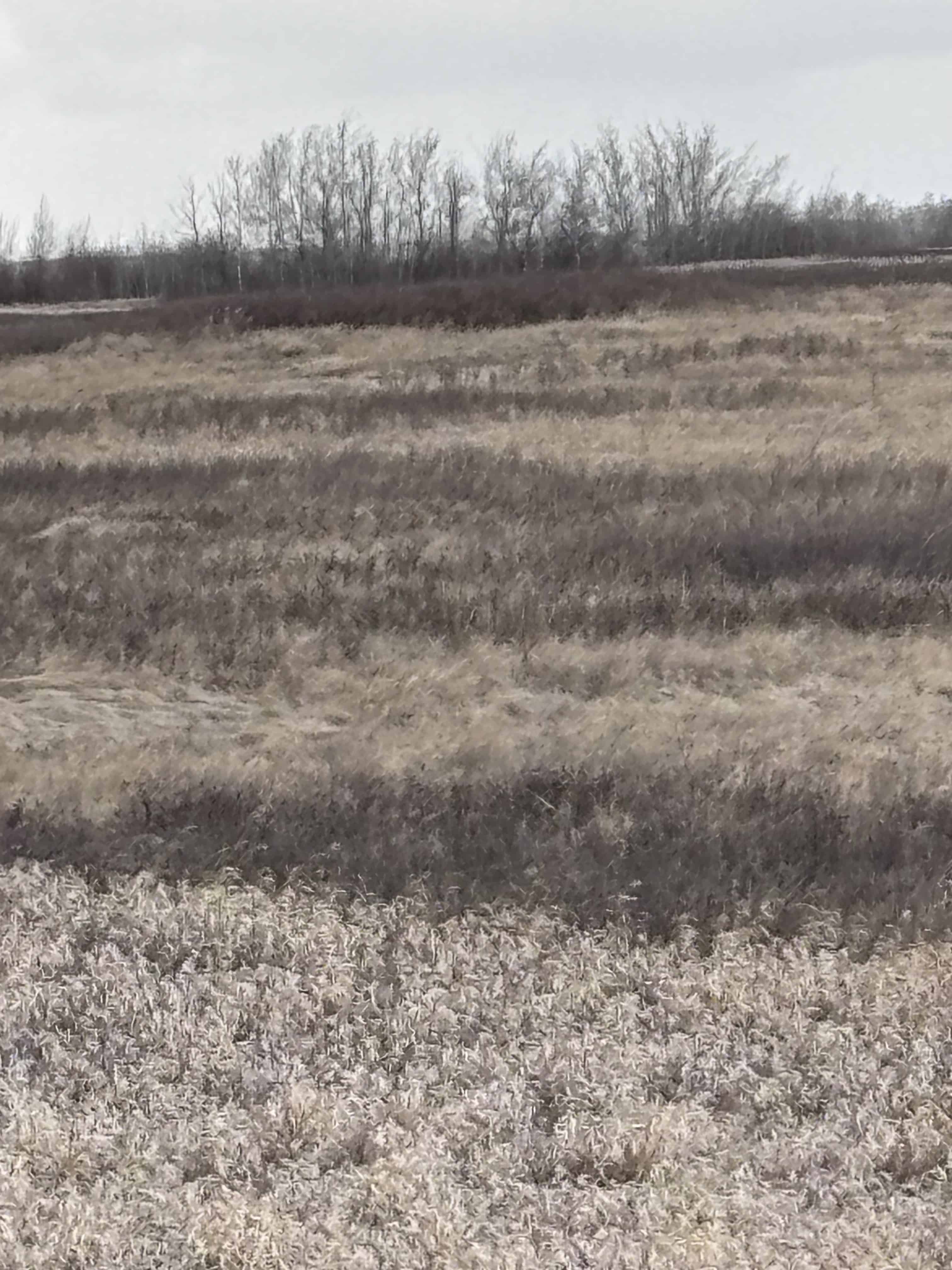 Consort Sedalia AB
