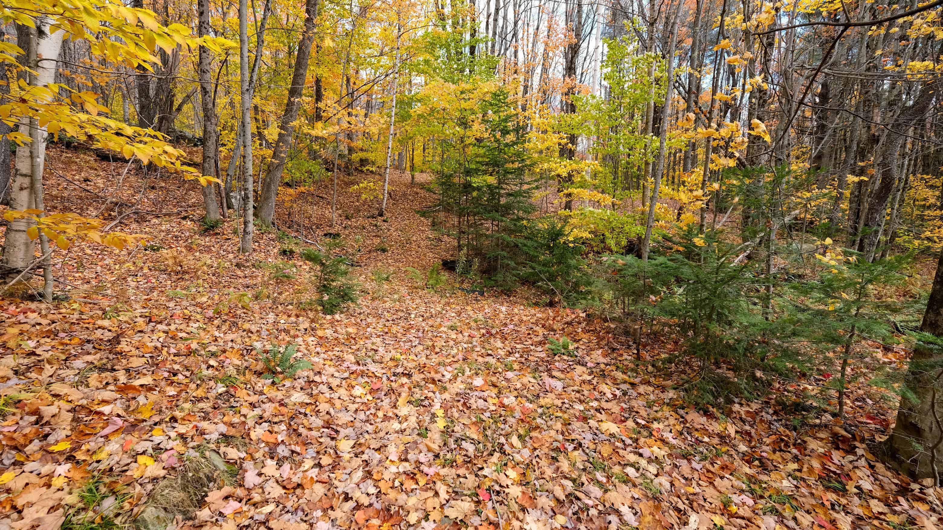 Mount Holly VT 05758