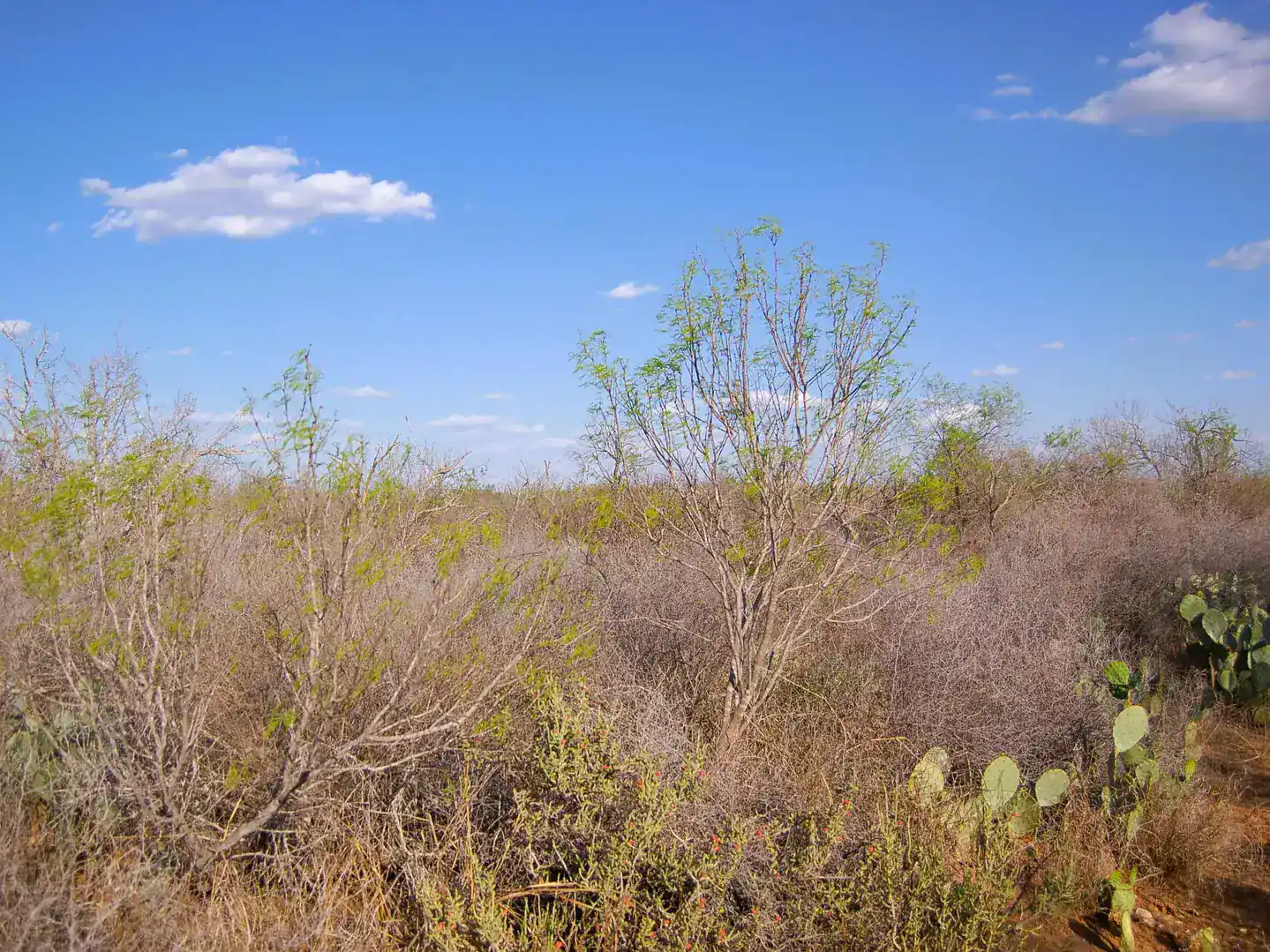 Fm 126 Carrizo Springs TX 78834