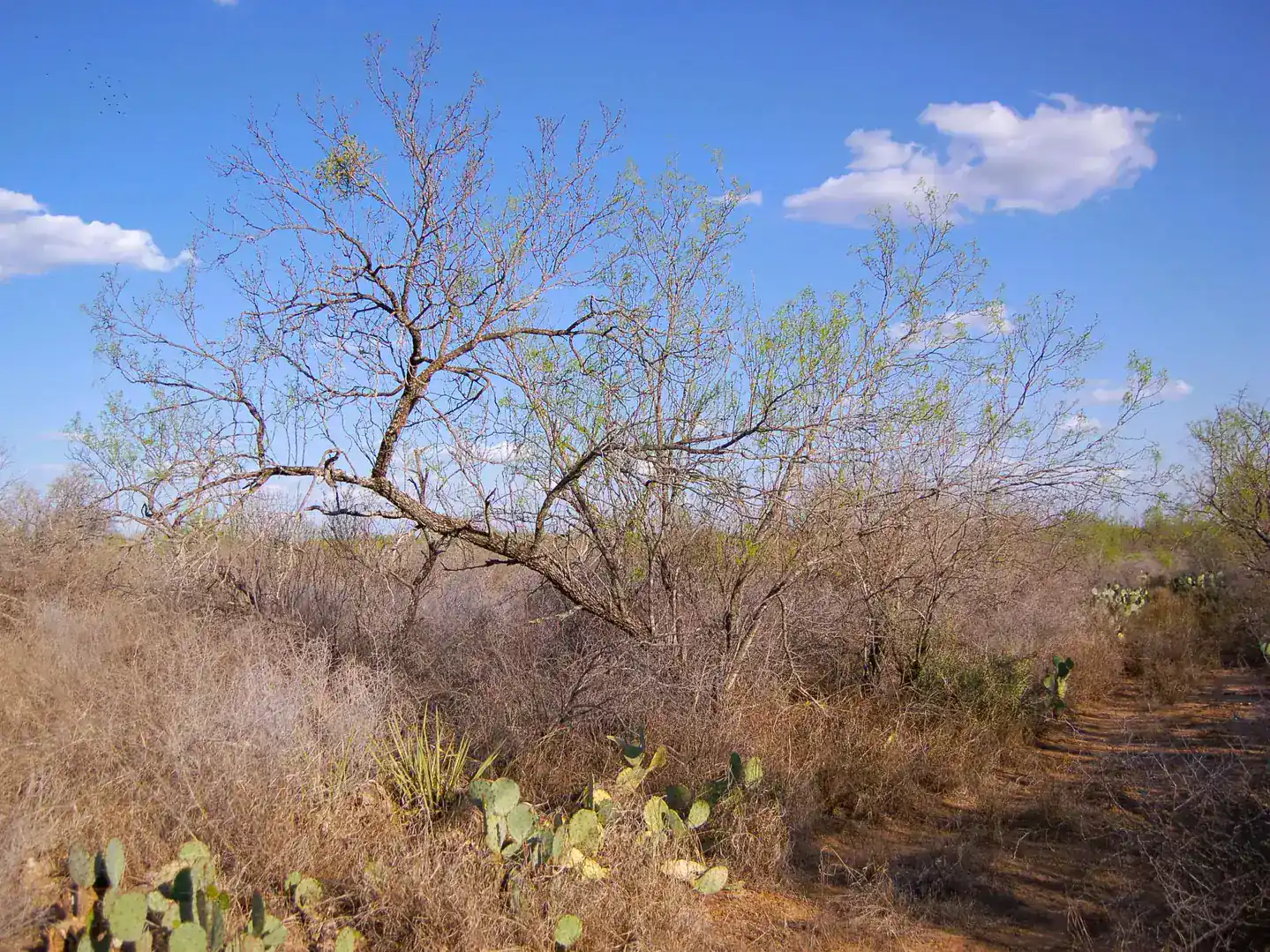 Fm 126 Carrizo Springs TX 78834