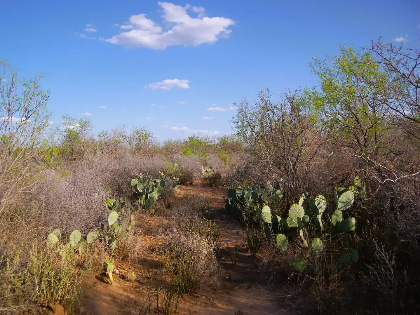 Fm 126 Carrizo Springs TX 78834