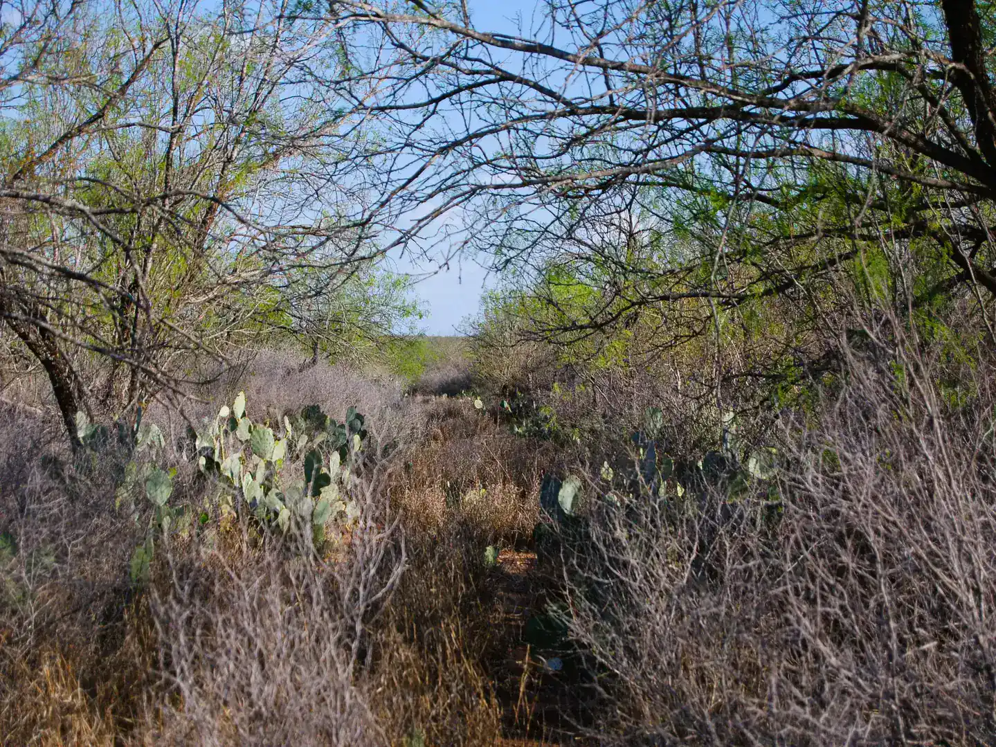 Fm 126 Carrizo Springs TX 78834